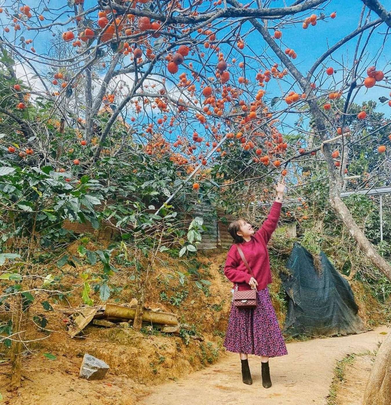Cùng đến vườn hồng Đà Lạt “săn” những bức ảnh triệu view